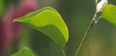 Verlicchi Srl: industrial depuration plants
